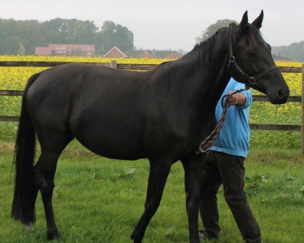 Zuchtstute Greta (Oldenburger Springpferd, 2010, von Diarado)