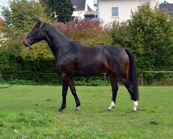 dressage horse Bexter E (Westphalian, 2010, from Basic)