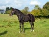 broodmare Etti's Little Lady E (Westphalian, 2014, from Ehrenpreis)