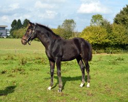 broodmare Etti's Little Lady E (Westphalian, 2014, from Ehrenpreis)