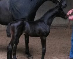 Dressurpferd Esprit du Soir (Trakehner, 2016, von Honoré du Soir)