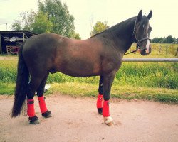 Dressurpferd Llaun Tudor (Welsh-Cob (Sek. D), 2007, von Llaun Taniwr)