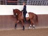 dressage horse Windows (German Sport Horse, 2003, from Werenfels)