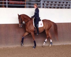 dressage horse Windows (German Sport Horse, 2003, from Werenfels)