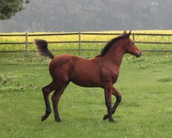 jumper Gilda (Oldenburg show jumper, 2014, from Cantolar)