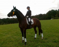 dressage horse Filou 1812 (Bayer, 2006, from Florestano)