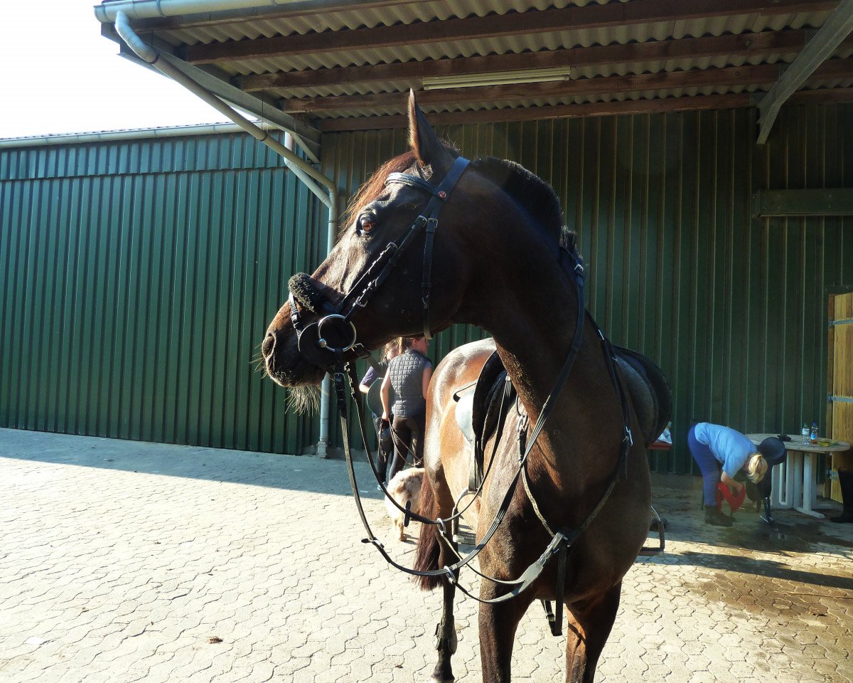 horse Leonit 3 (Westphalian, 1999, from Lauries)