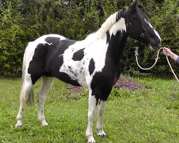 Pferd Cheyenne (Irish Sport Horse, 2008)