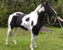 Pferd Cheyenne (Irish Sport Horse, 2008)