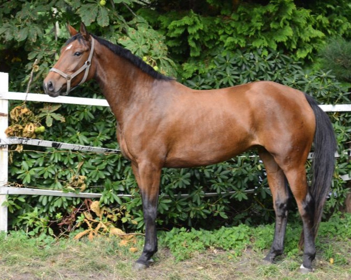 horse Rabino (Hanoverian, 2010, from Rabino)