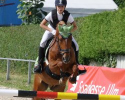 dressage horse Calypso 388 (Pinto / Small Riding Horse, 1998, from Onyx)