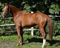 dressage horse Londonberry (Hanoverian, 2014, from Londonberry)