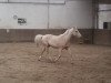 broodmare Dancing Queen B (German Riding Pony, 1995, from Dancer Gold B)