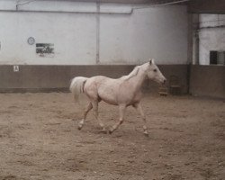 broodmare Dancing Queen B (German Riding Pony, 1995, from Dancer Gold B)