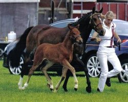 Zuchtstute Koningshoek Charming Lady (New-Forest-Pony, 2004, von Meonbury Peter Rabbit)