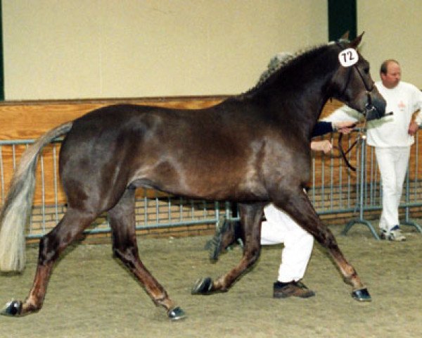 horse Brandy XIII (New Forest Pony, 1995, from Beaucandan Brendan)