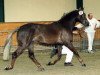 horse Brandy XIII (New Forest Pony, 1995, from Beaucandan Brendan)