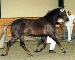 horse Brandy XIII (New Forest Pony, 1995, from Beaucandan Brendan)