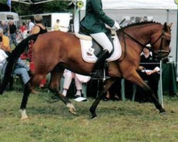 Zuchtstute Desiree's Naomi (New-Forest-Pony, 1999, von Marnehoeve's Everest)