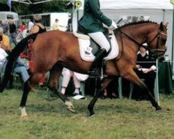 broodmare Desiree's Naomi (New Forest Pony, 1999, from Marnehoeve's Everest)