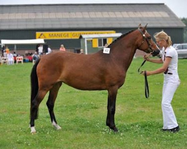 broodmare Koningshoek Lizzy (New Forest Pony, 2005, from Hoppenhof's Shardon)