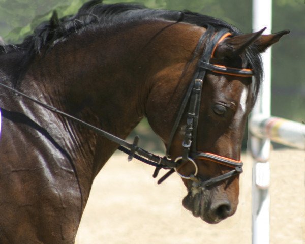 broodmare Funny (German Riding Pony, 2005, from Offshore Energy R)