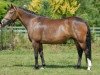 broodmare Wicked Lickety-Split (New Forest Pony, 2003, from Marits Mistique)