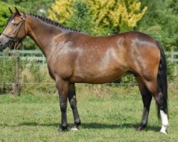 broodmare Wicked Lickety-Split (New Forest Pony, 2003, from Marits Mistique)