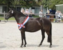 Zuchtstute Wicked Pitch Black (New-Forest-Pony, 2008, von Sulaatik's Peter Pan)