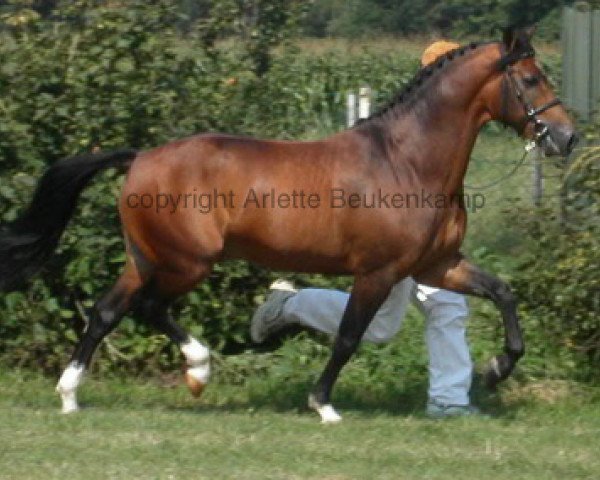 stallion Marits Mistique (New Forest Pony, 1995, from Beechwood Lucky Star)
