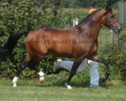 stallion Marits Mistique (New Forest Pony, 1995, from Beechwood Lucky Star)