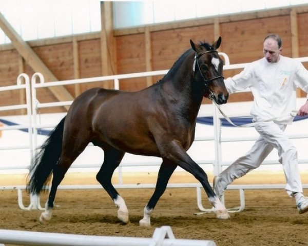 stallion Kulberg's Lancelot (New Forest Pony, 2001, from Marits Mistique)