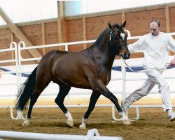 Deckhengst Kulberg's Lancelot (New-Forest-Pony, 2001, von Marits Mistique)