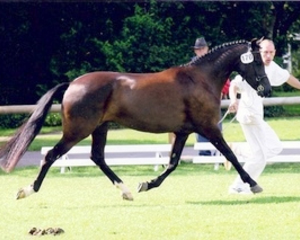broodmare De Hofstede's Carmanda (New Forest Pony, 2001, from Kantje's Armando)