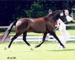 broodmare De Hofstede's Carmanda (New Forest Pony, 2001, from Kantje's Armando)