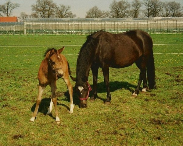 Zuchtstute De Hofstede's Carissa (New-Forest-Pony, 1993, von Young Winsome's Adrian)
