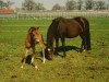 Zuchtstute De Hofstede's Carissa (New-Forest-Pony, 1993, von Young Winsome's Adrian)