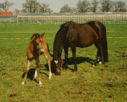 broodmare De Hofstede's Carissa (New Forest Pony, 1993, from Young Winsome's Adrian)