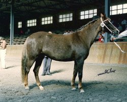 Zuchtstute Sandra (Nederlands Welsh Ridepony, 1975, von Triley Spark)