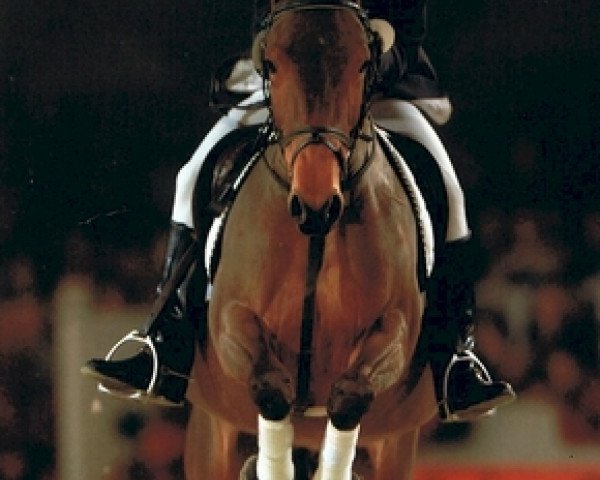 broodmare Verona van de Prins (Belgian Riding Pony, 1994, from Rusty)