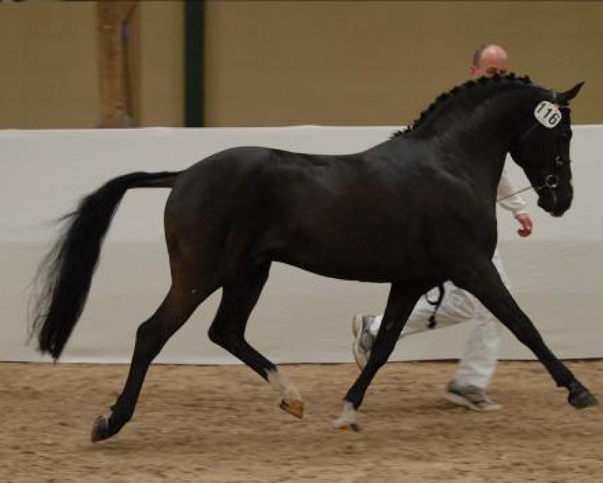 Deckhengst Diogenes Kay (New-Forest-Pony, 1992, von Ralph)