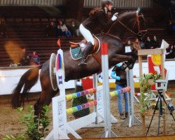 jumper Desperado del Corazón (Hanoverian, 2007, from Don Frederico)