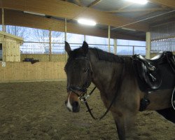 dressage horse Nikita 125 (German Warmblood, 1996, from Nitron)