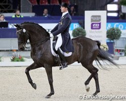 Deckhengst Withney van 't Genthof (Belgisches Warmblut, 1999, von Ferro)