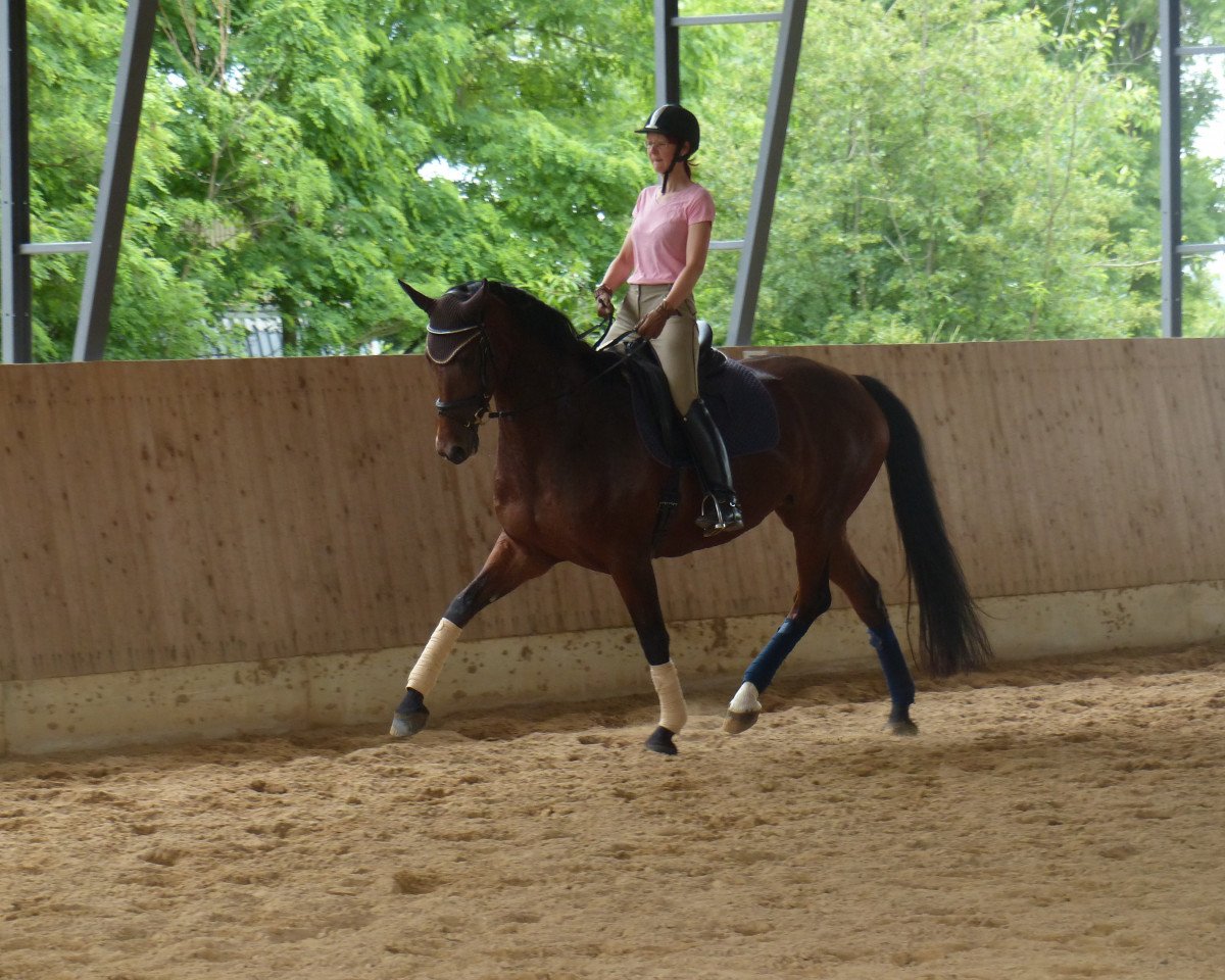 broodmare Stute von Londonderry (Westphalian, 2013, from Londonderry)