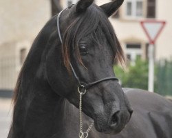 horse GR Farris EAO (Arabian thoroughbred, 2009, from GR Faleeh EAO)