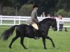 Deckhengst Long Copse Elton (New-Forest-Pony, 1997, von Furzey Lodge Samson)