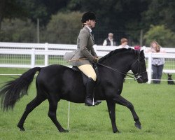 stallion Long Copse Elton (New Forest Pony, 1997, from Furzey Lodge Samson)