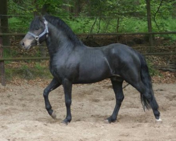 stallion Haywards Guardsman (New Forest Pony, 2006, from Long Copse Elton)