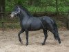 Deckhengst Haywards Guardsman (New-Forest-Pony, 2006, von Long Copse Elton)